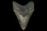 Serrated, 3.96" Fossil Megalodon Tooth - South Carolina - #129440-1